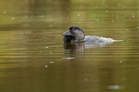 Kachnice lalocnata - Biziura lobata - Musk duck 8532